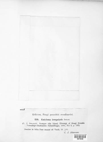 Jamesdicksonia irregularis image